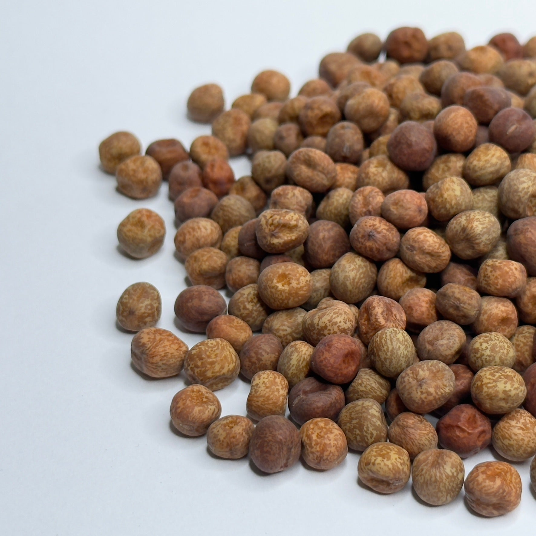 Groch, Speckled – nasiona mikroliści