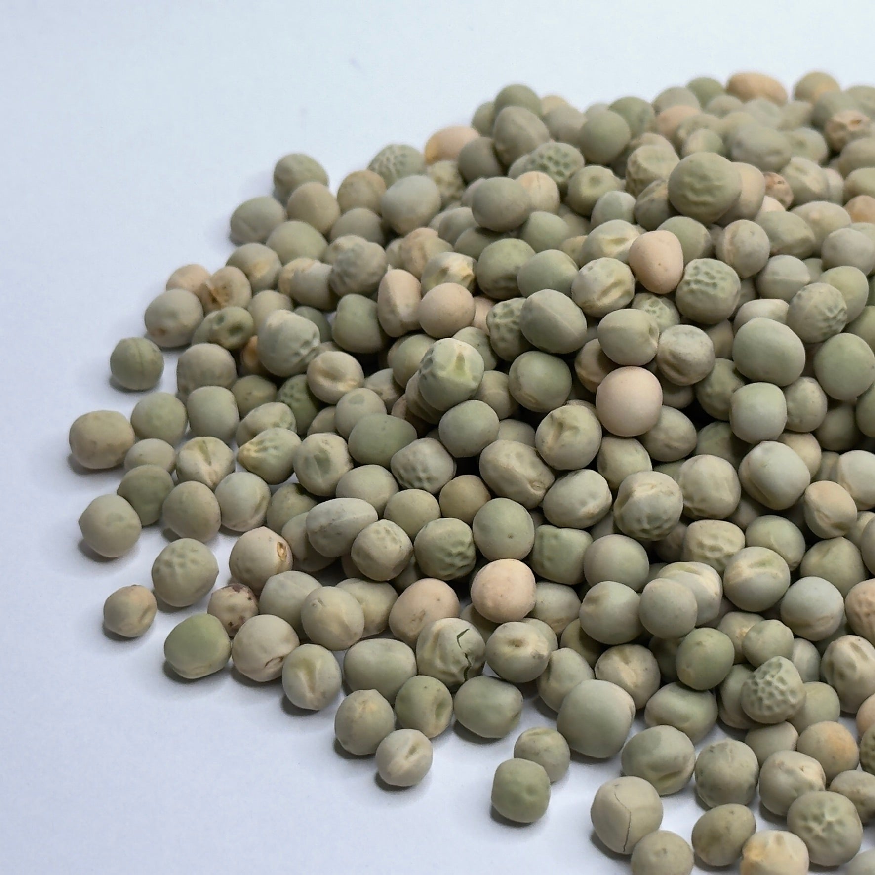 Groch, zielony – nasiona mikrogreenów