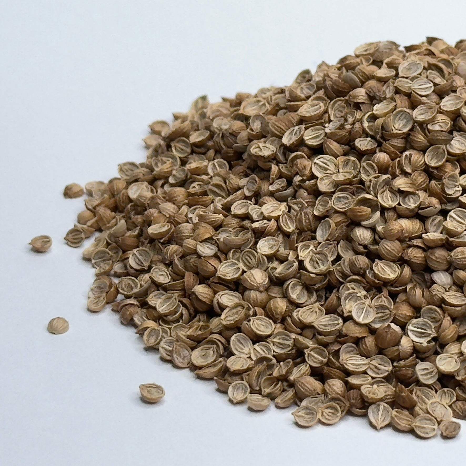 Kolendra (Cilantro) – nasiona mikroziół