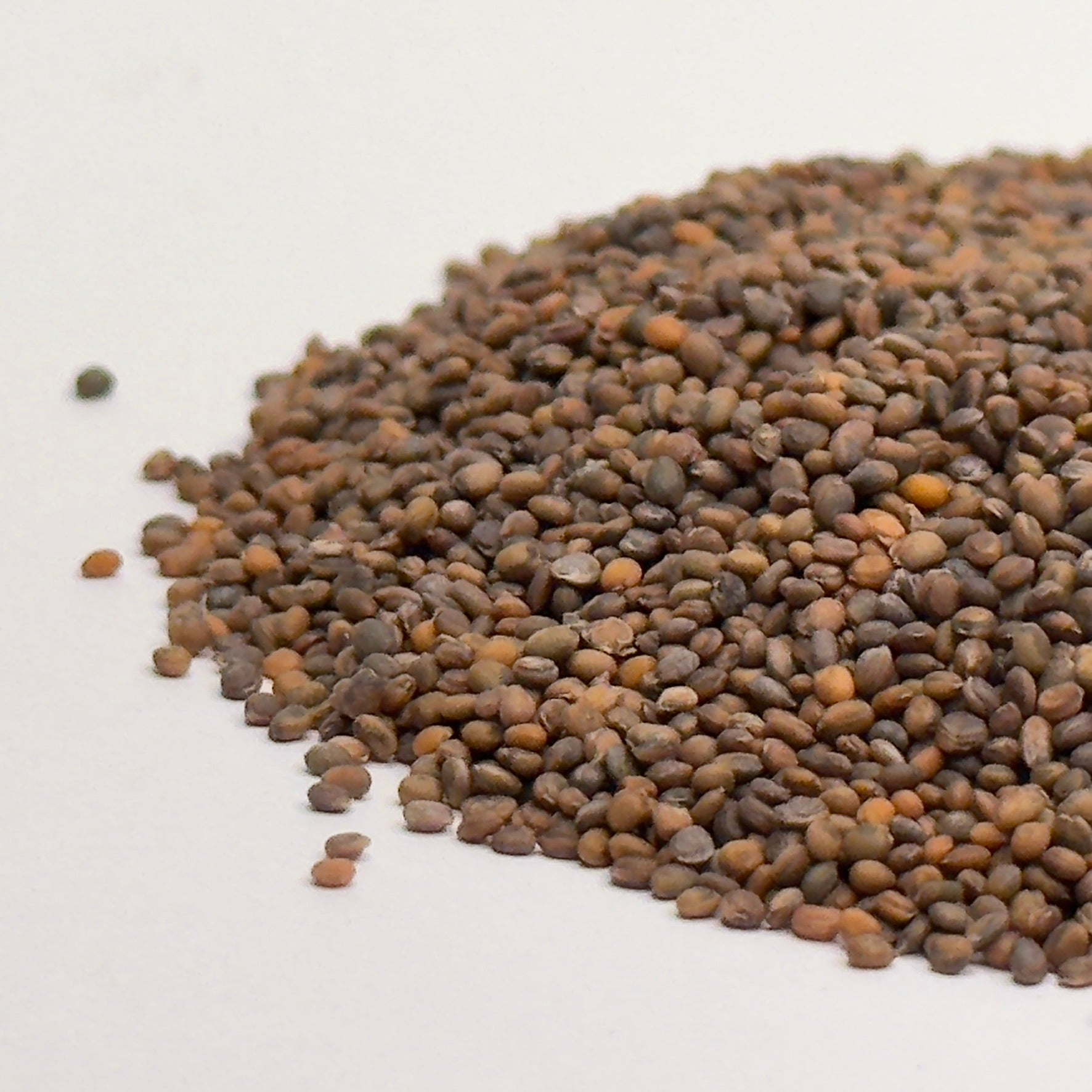 Rukola (Arugula) – nasiona mikroliści