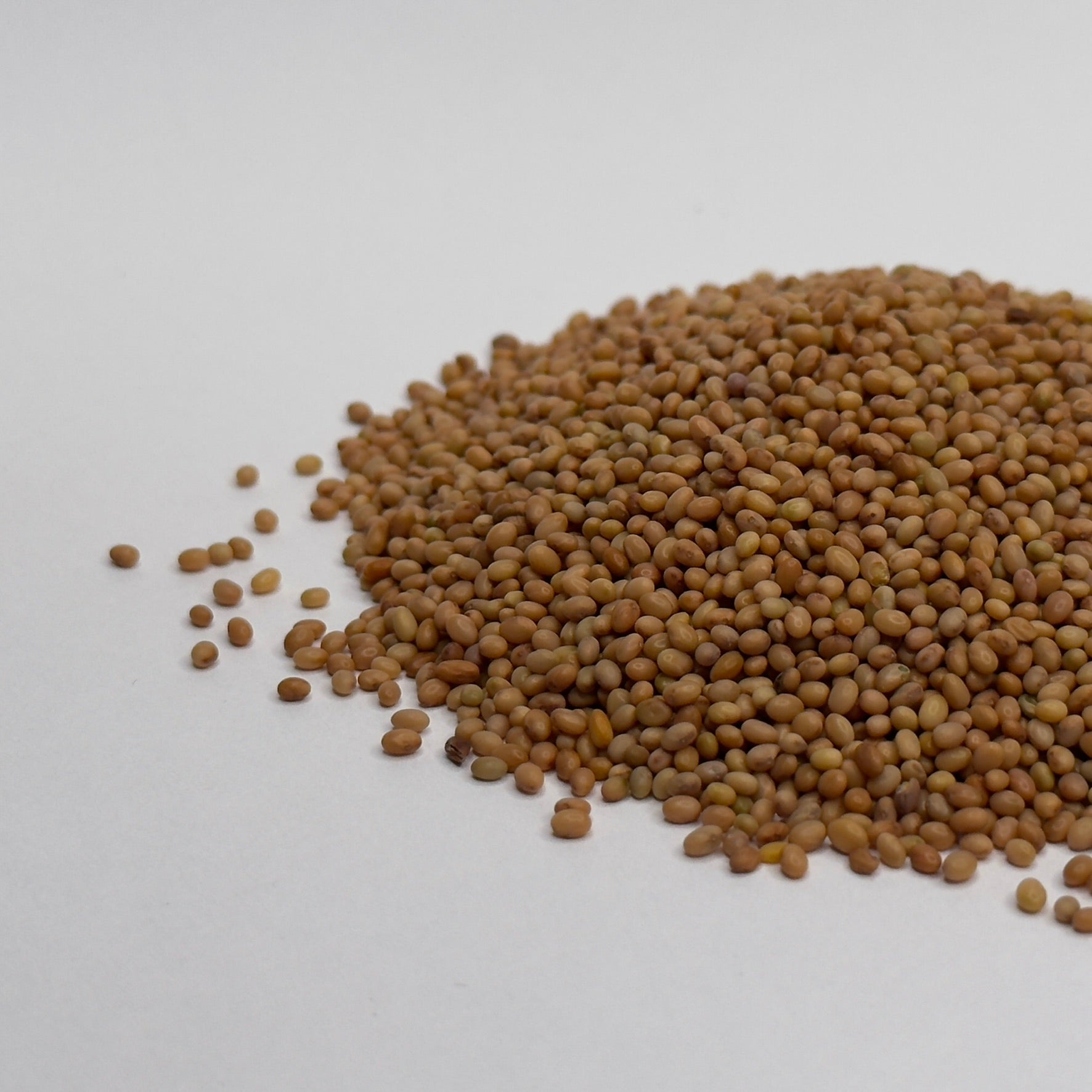 Clover Crimson – nasiona mikrogreenów