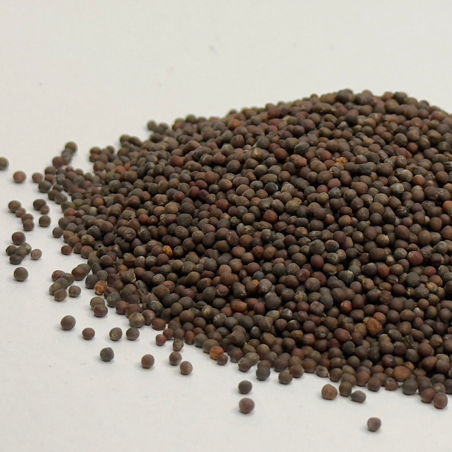 Cabbage, Red - microgreens seeds for growing