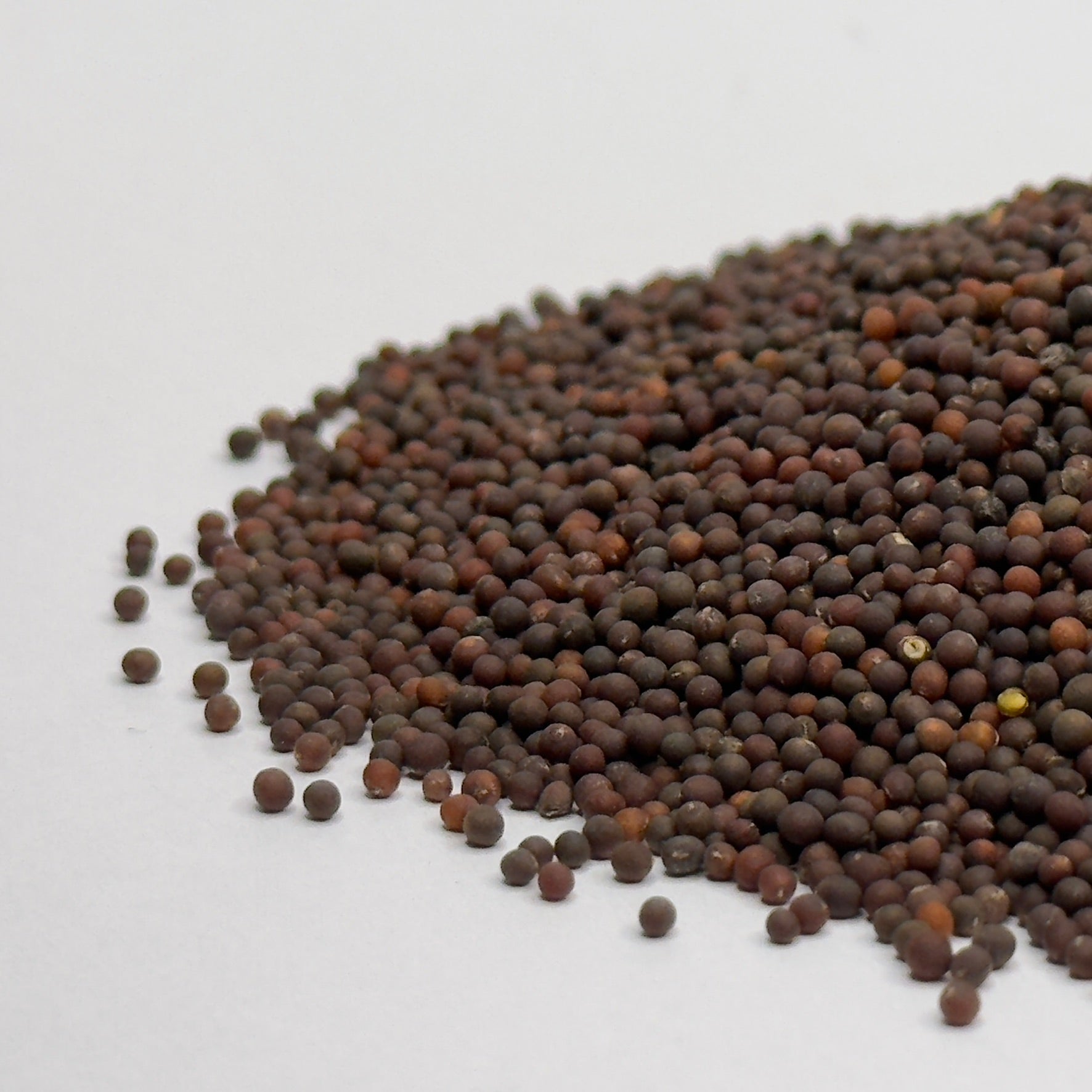 Kale, Black - microgreens seeds for growing