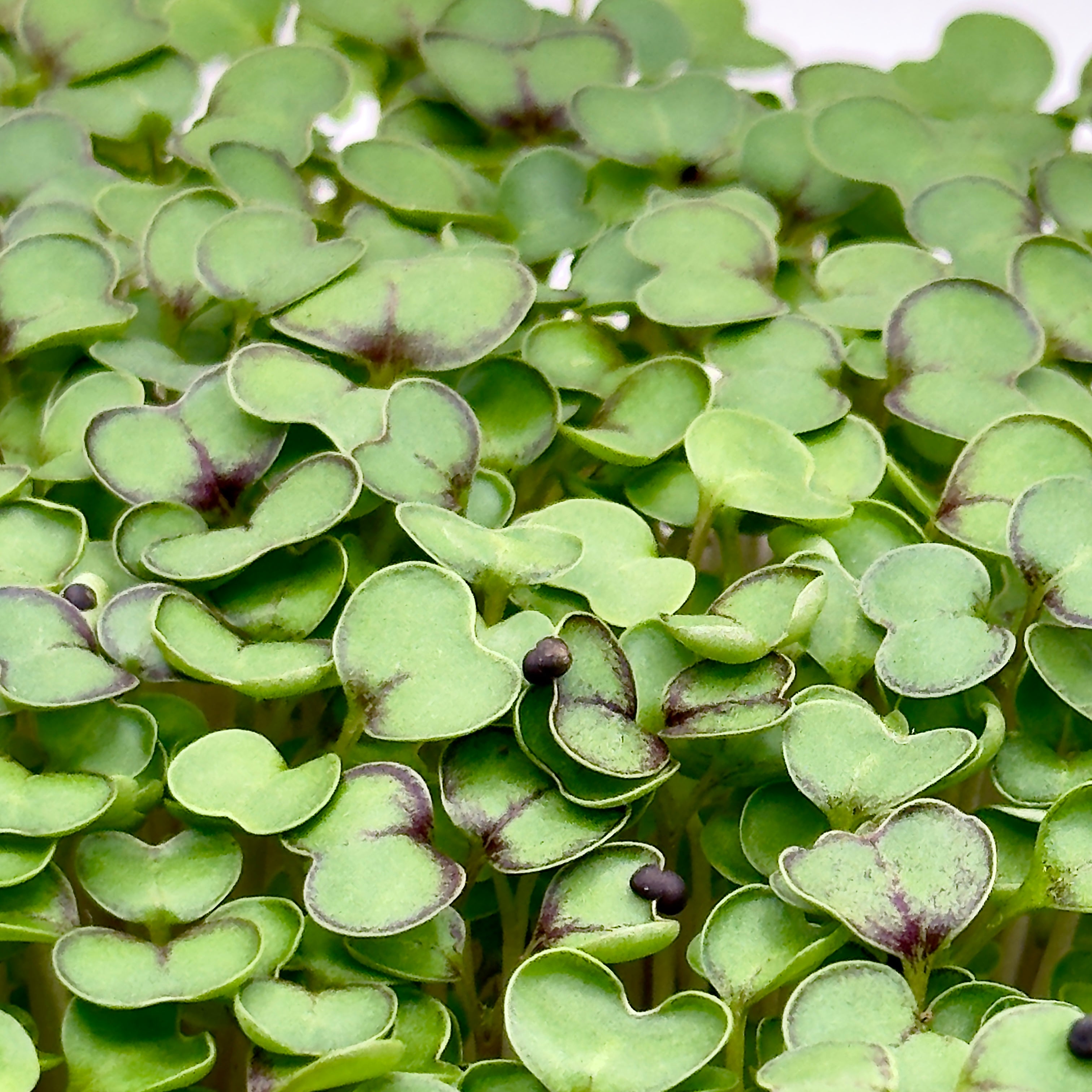 Kale red microgreens ready to harvest, grown from Deliseeds seeds