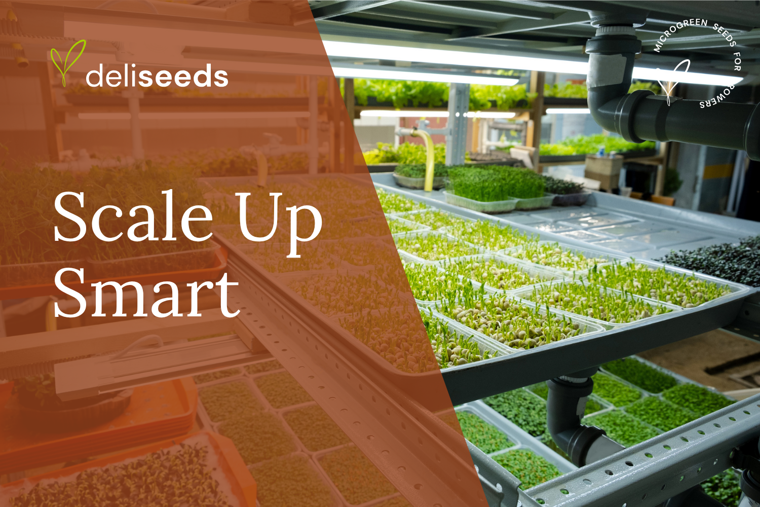 Vertical farming setup for scaling microgreens production