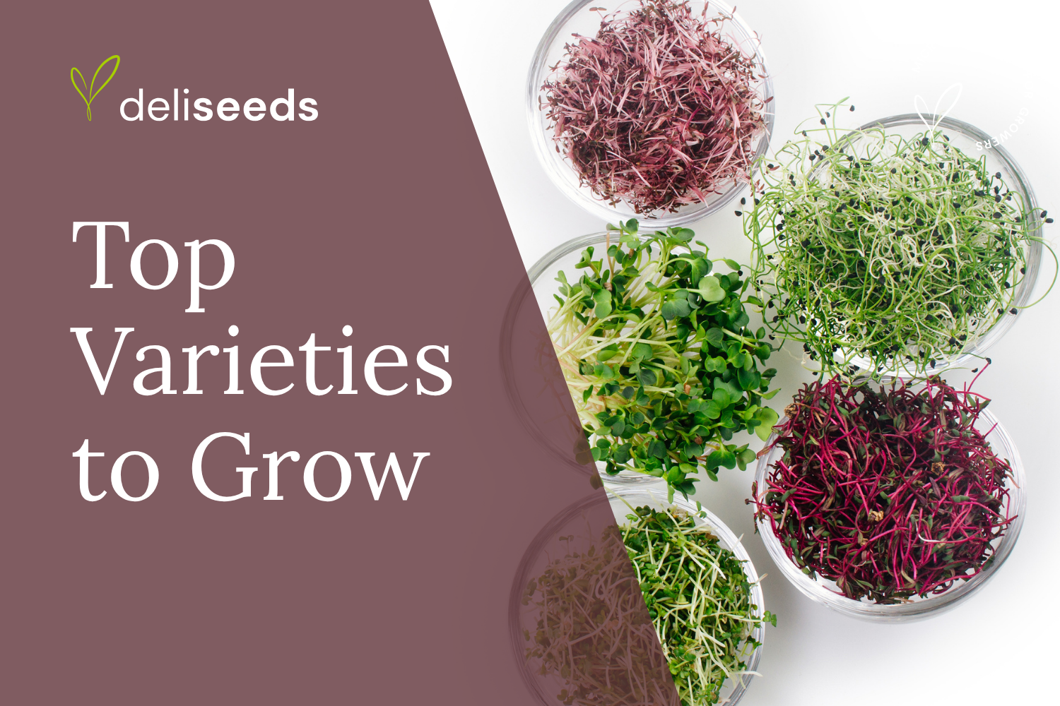 Profitable microgreens varieties for commercial growers