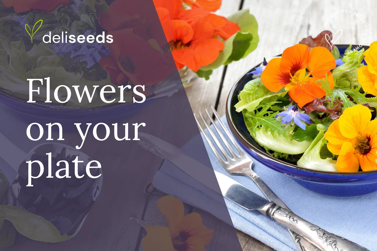 Colorful edible flowers for growing and culinary plating