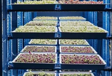 Advanced microgreens growing systems and scaling strategies