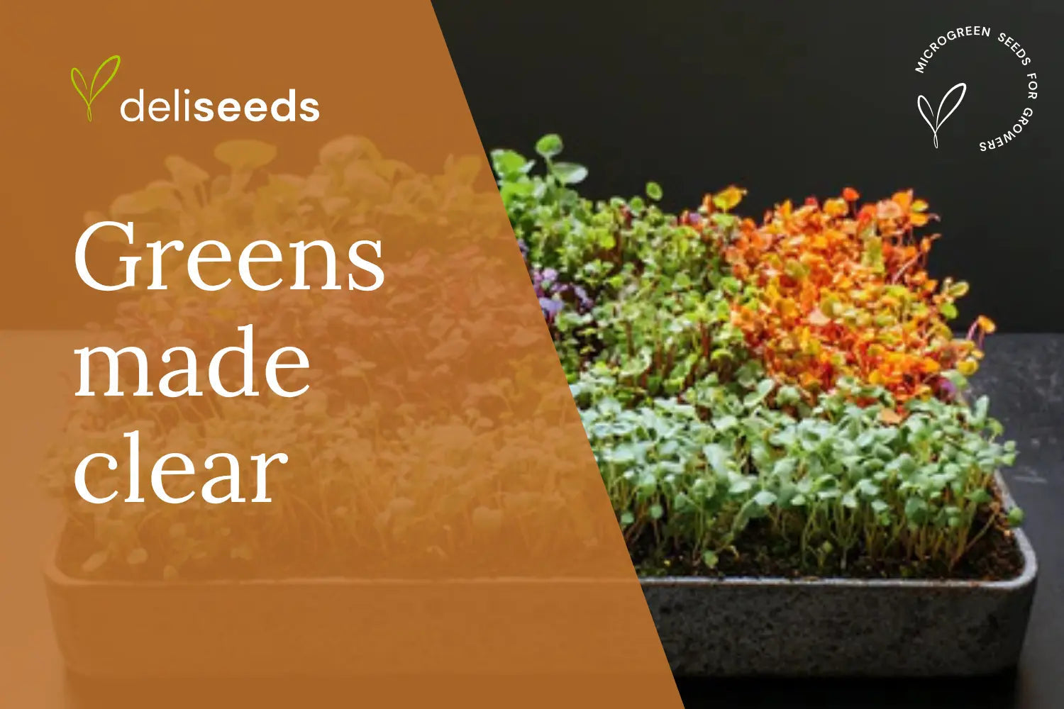 Side-by-side comparison of microgreens sprouts and baby greens