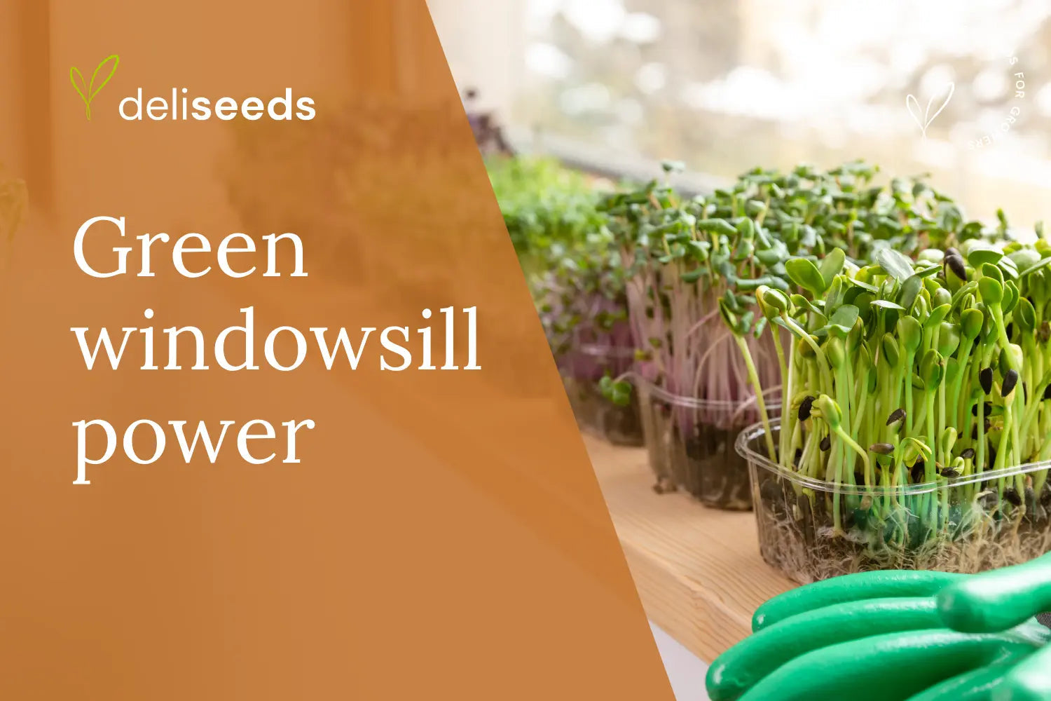 Windowsill garden with fresh greens for lower food footprint