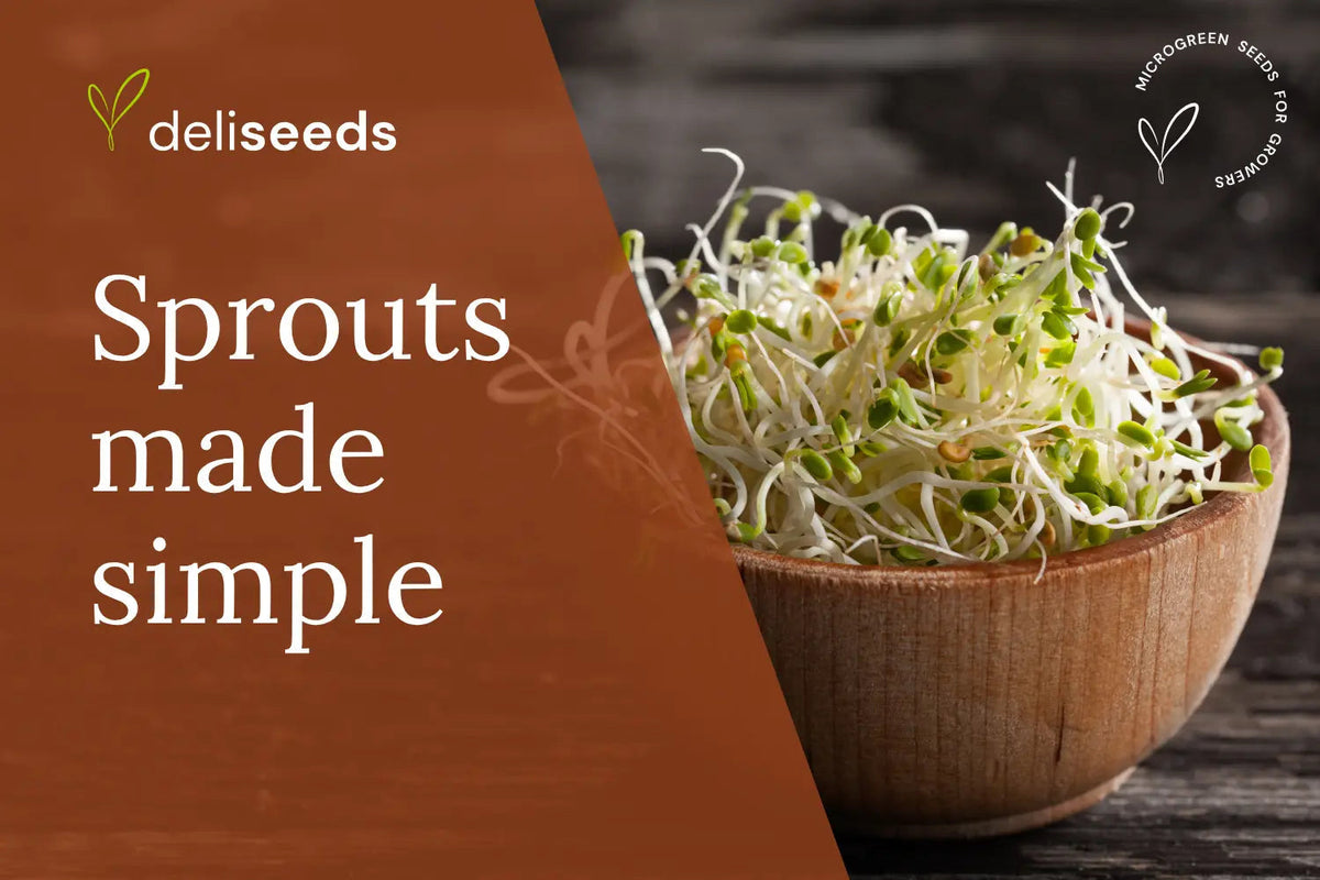 Glass jar with fresh sprouts grown from sprouting seeds at home