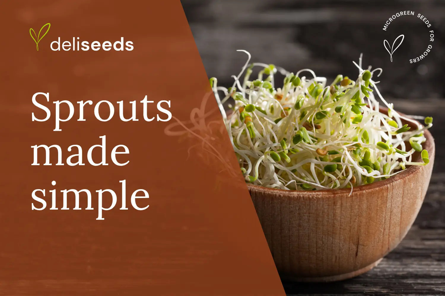 Glass jar with fresh sprouts grown from sprouting seeds at home