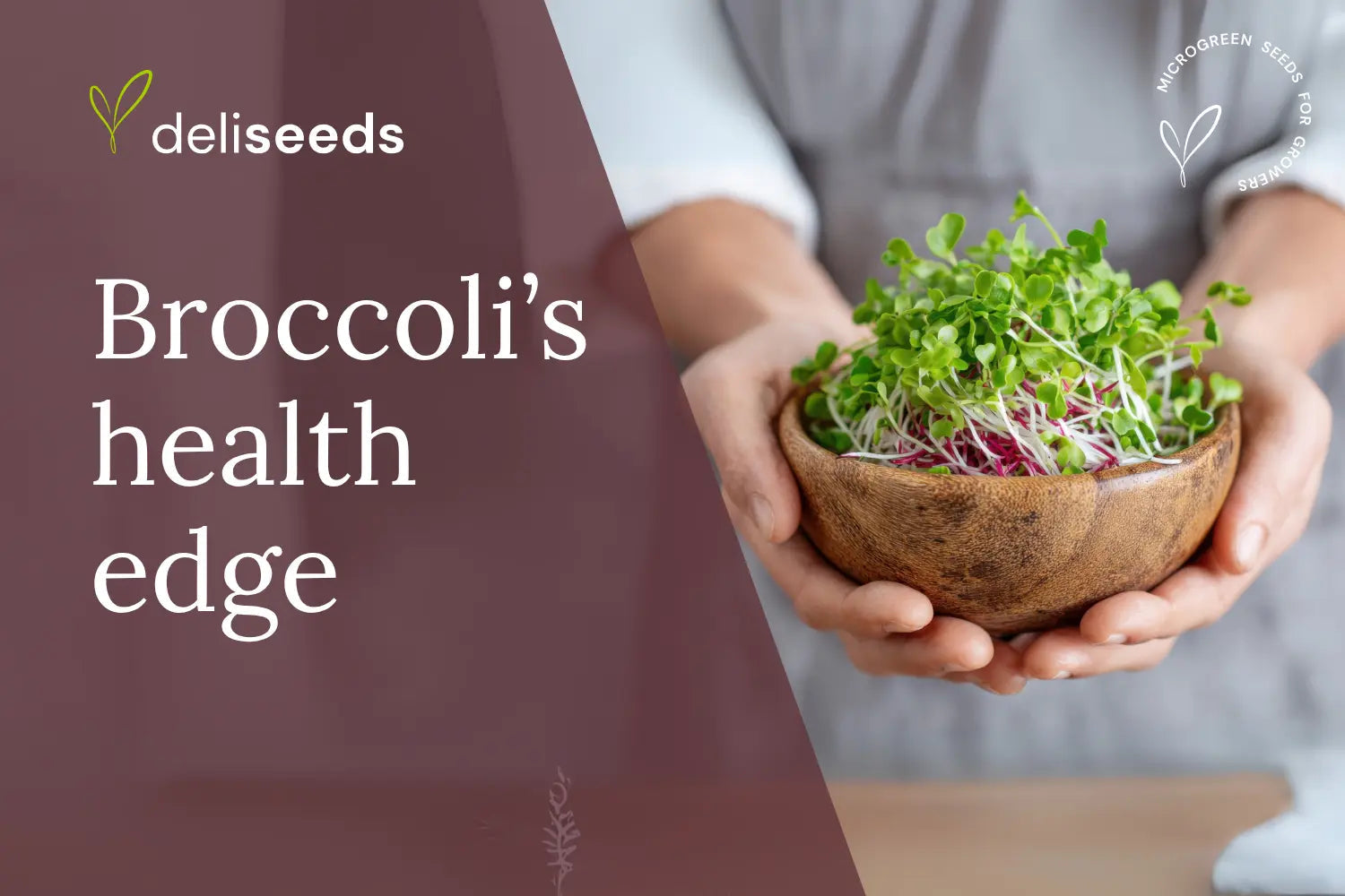 Broccoli microgreens highlighting sulforaphane and nutrition benefits