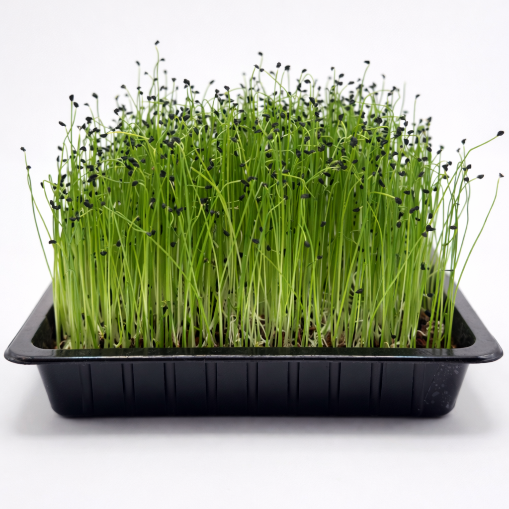 Pory - nasiona mikroliści