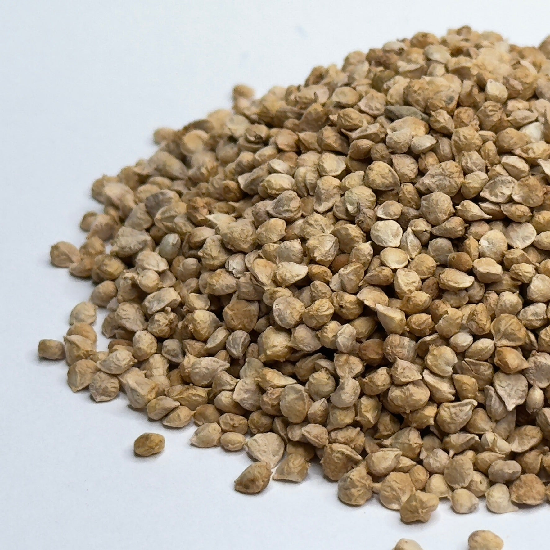 Szpinak – nasiona mikroliści