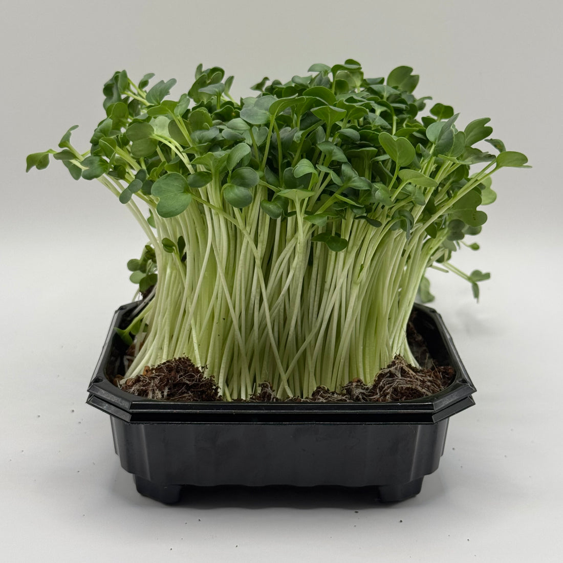 Rzodkiew Daikon – nasiona mikroliści