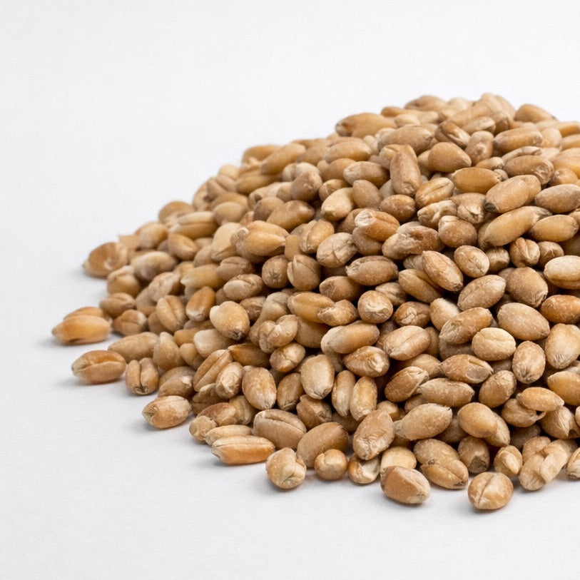 Pszenica – nasiona mikroliści