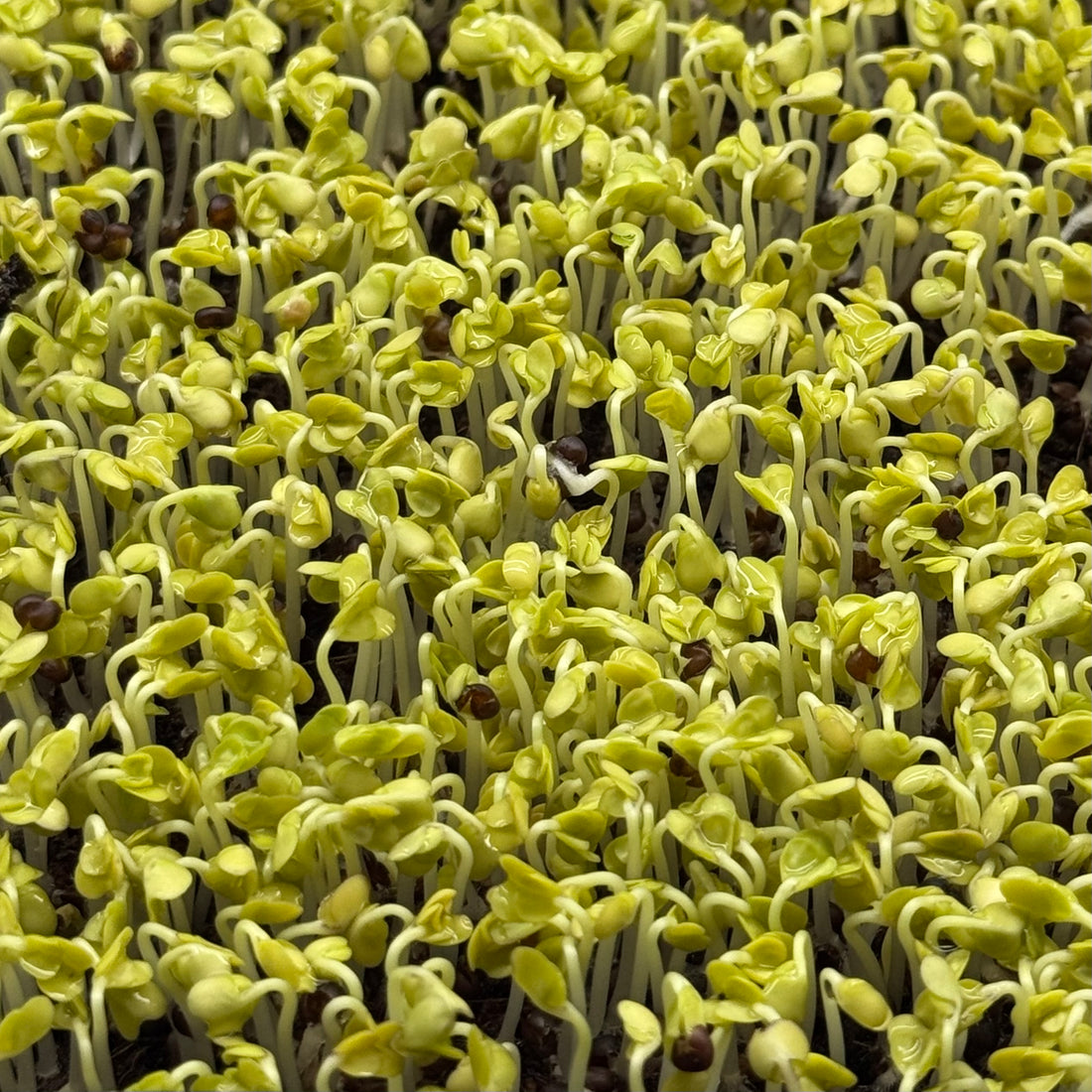 Broccoli Calabrese – nasiona mikroliści