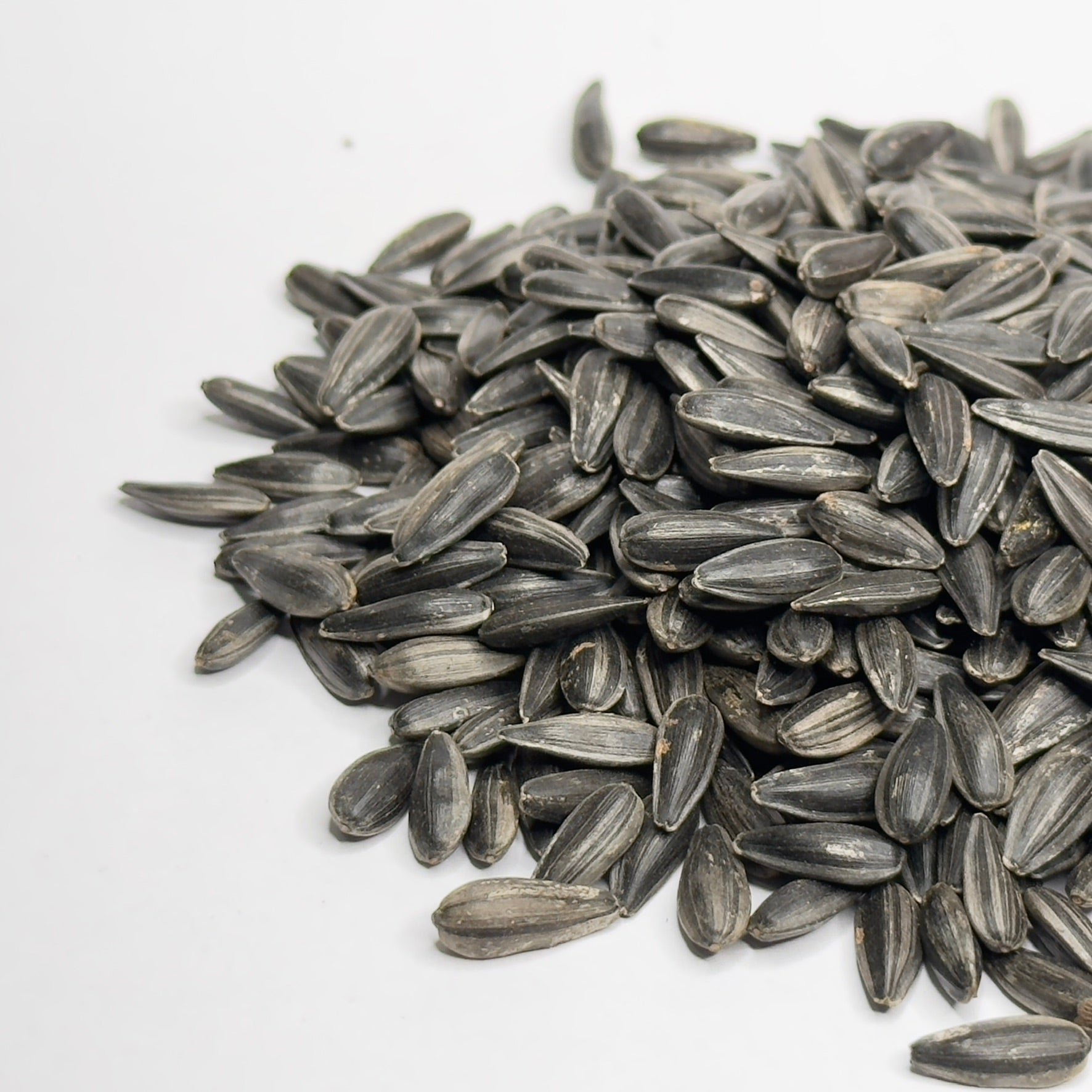 Słonecznik – nasiona mikroliści