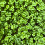 Brokuł Raab – luzem 2 kg