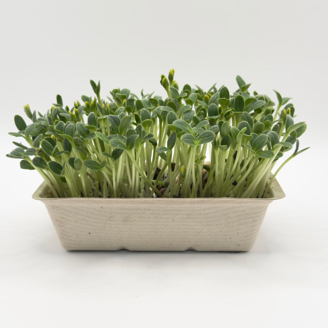 Ogórecznik lekarski – nasiona mikroliści