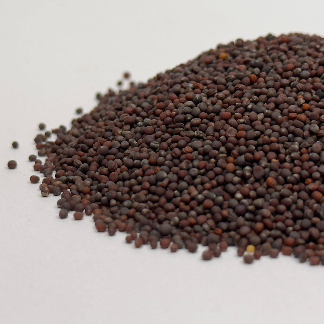 Rzepa – nasiona mikrogreenów