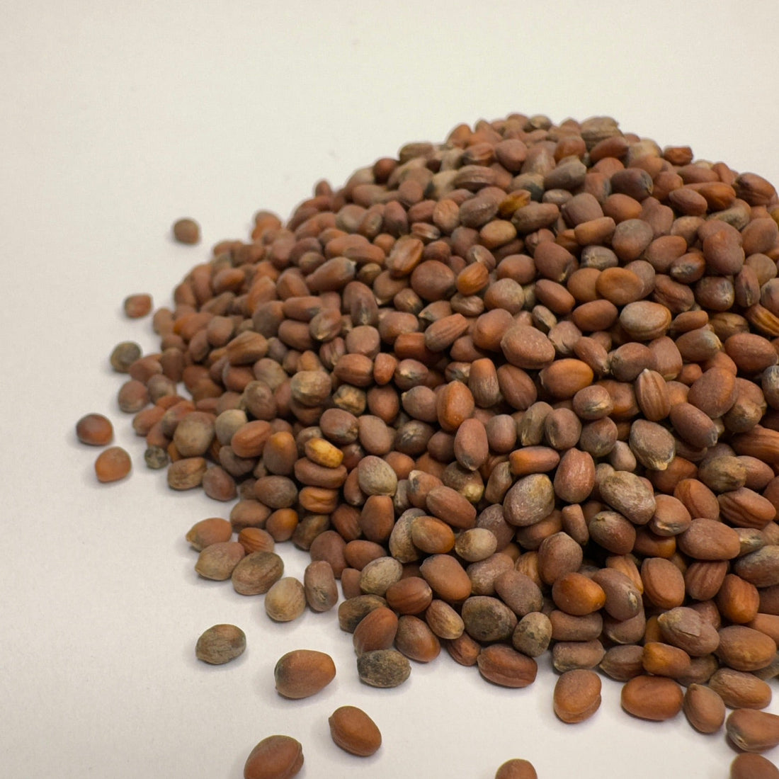 Rzodkiew Daikon – ekologiczne nasiona mikrogreenów