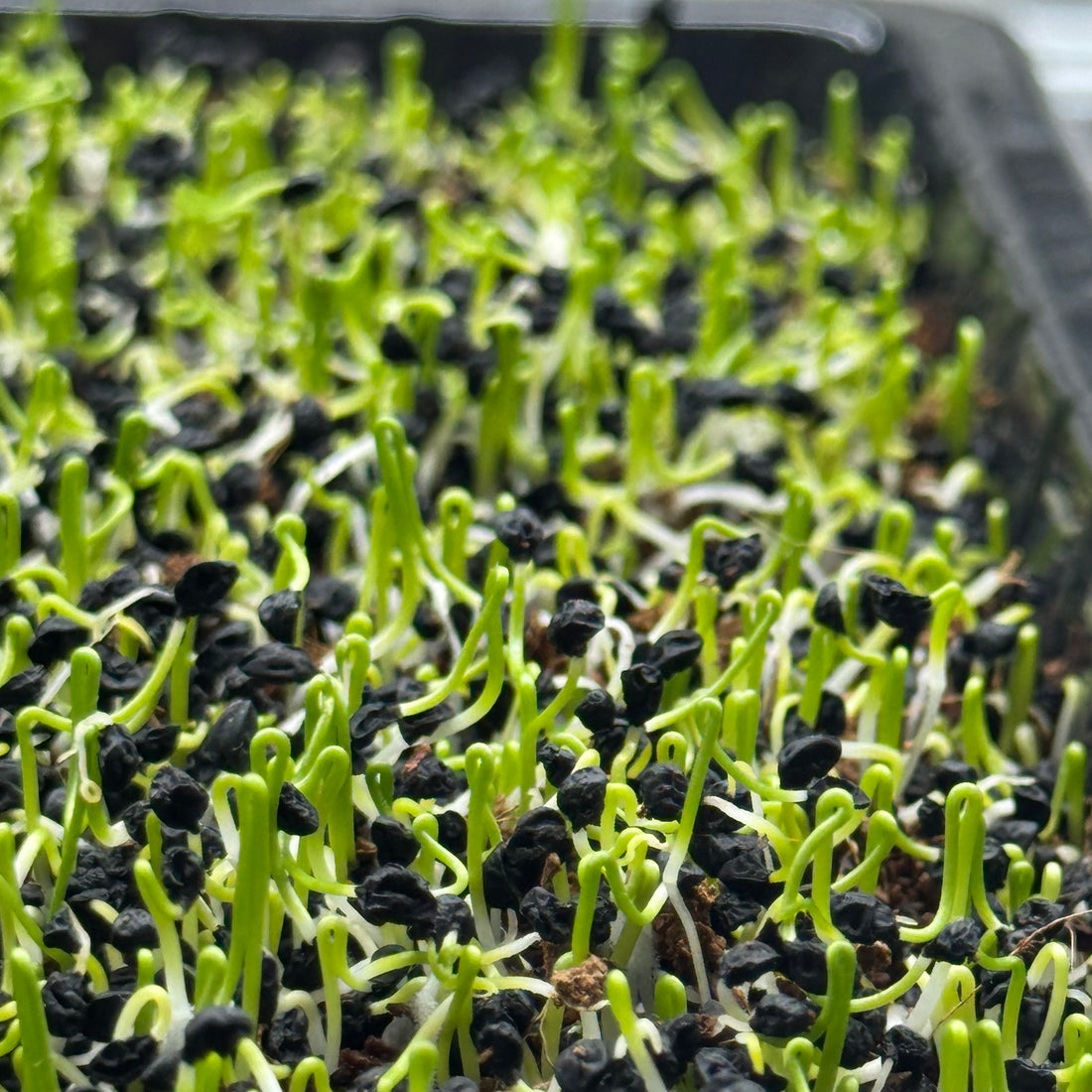 Pory - nasiona mikroliści