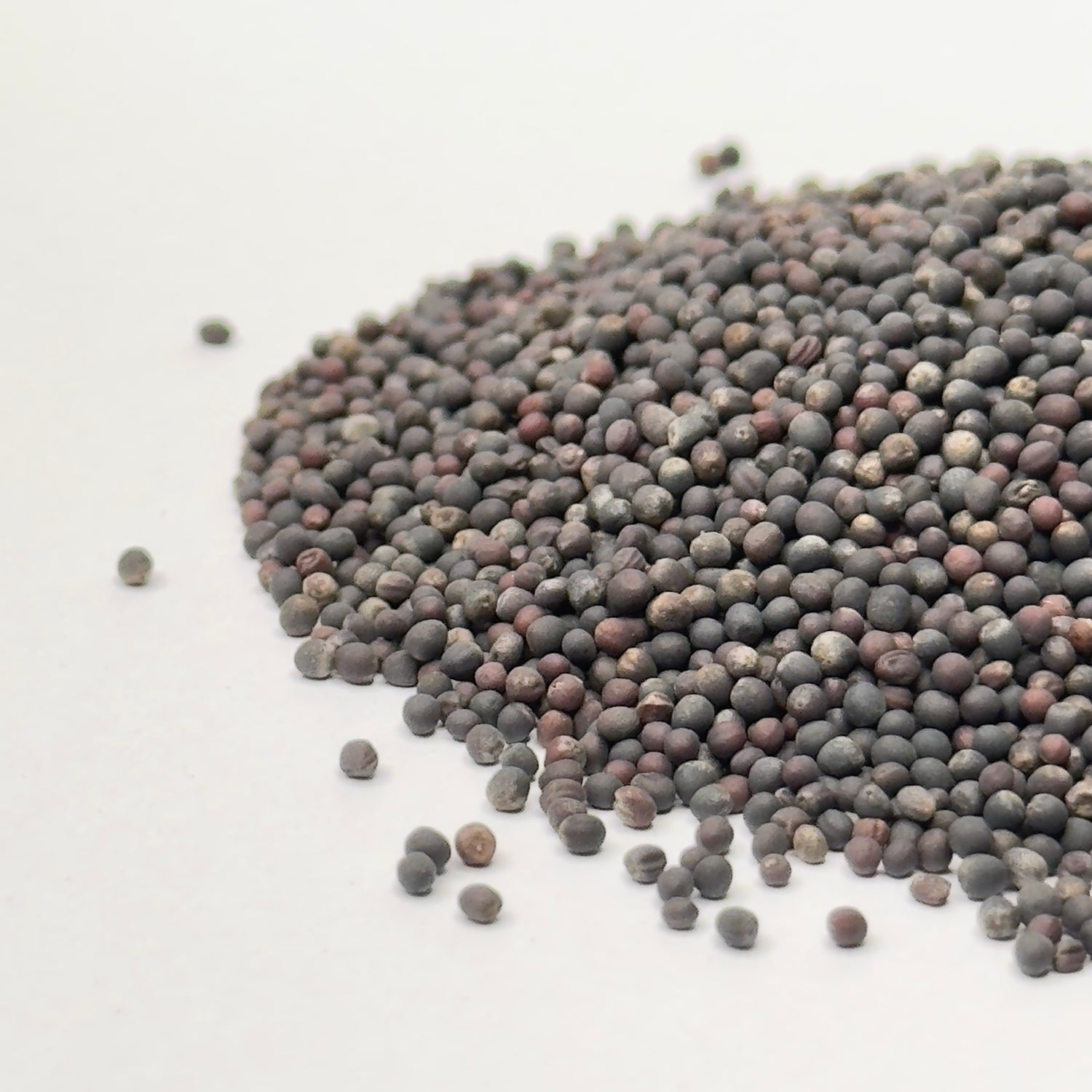 Jarmuż czerwony – nasiona mikroliści