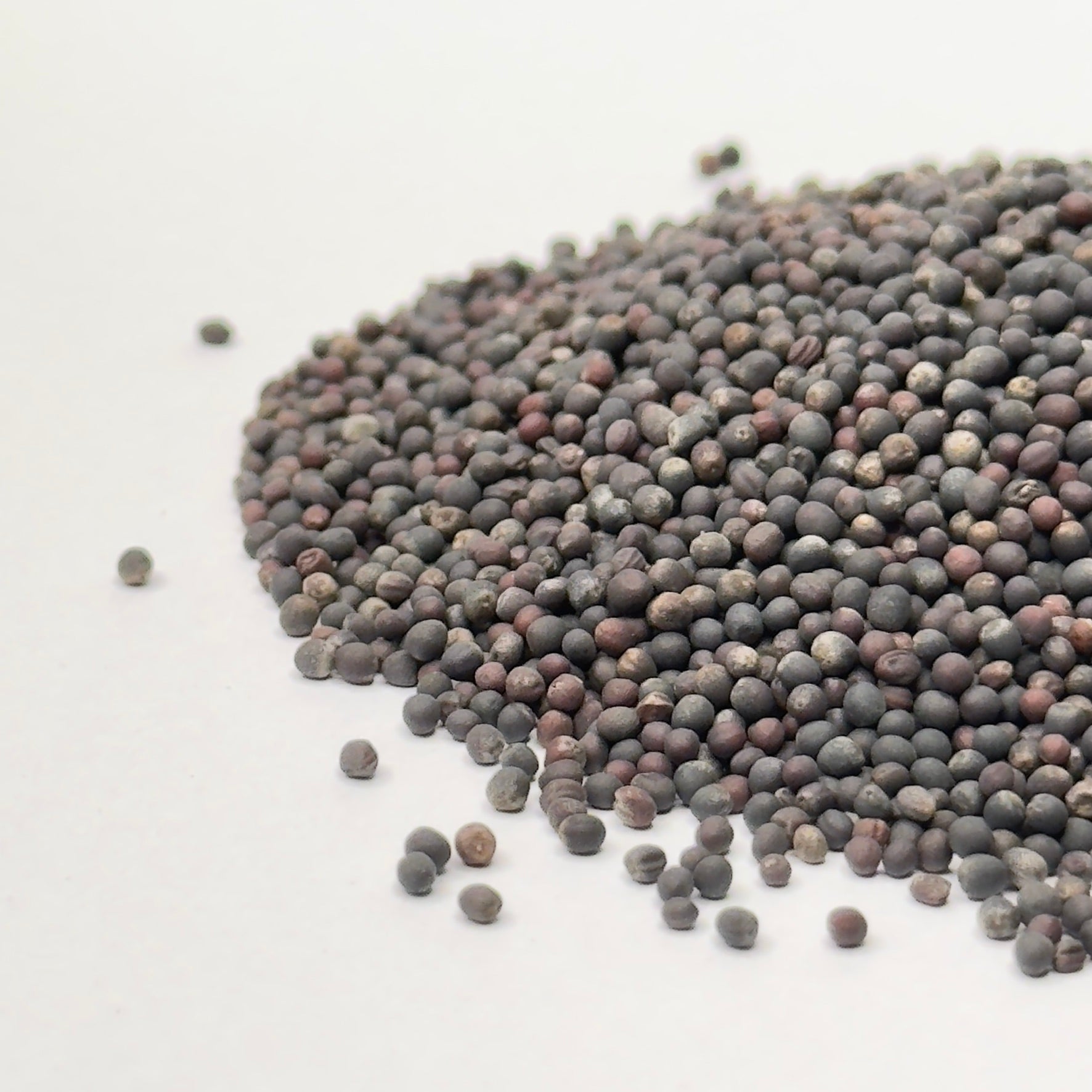 Jarmuż czerwony – nasiona mikroliści