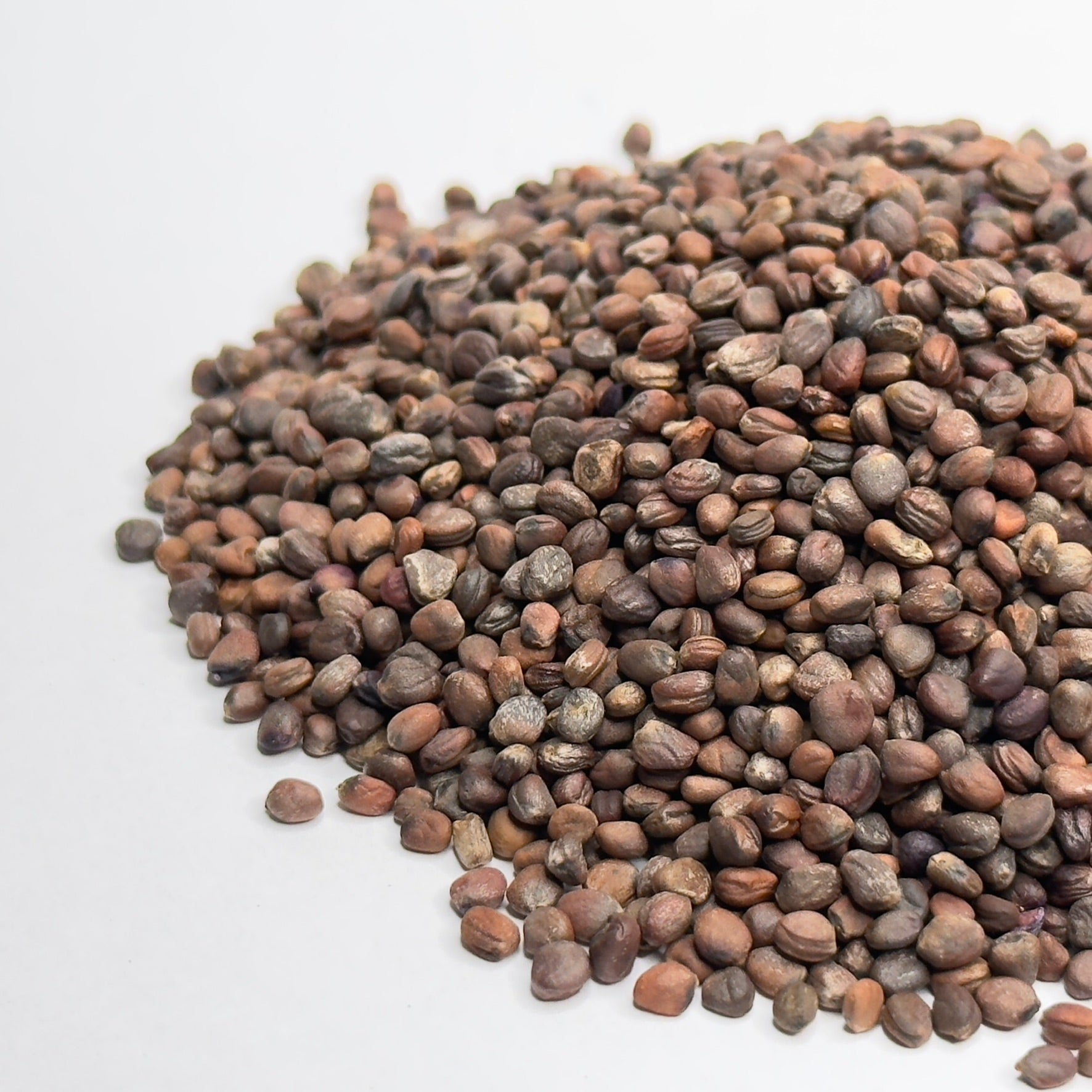 Rzodkiewka, Red Samurai – nasiona mikroliści