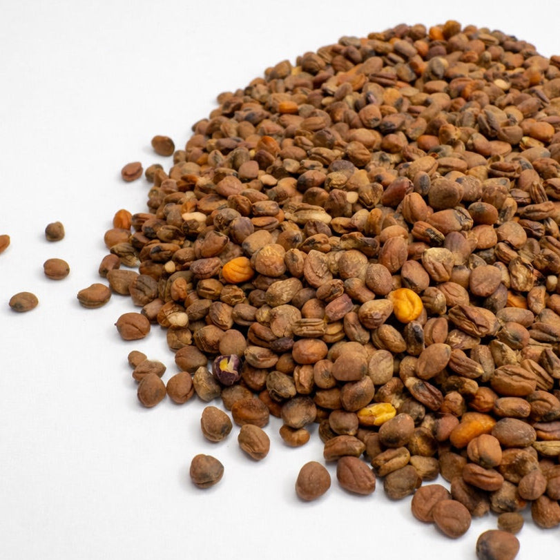 Rzodkiewka Vulcano – nasiona mikroliści