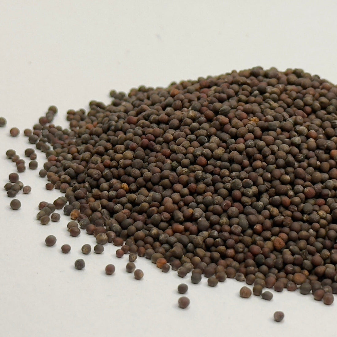 Kapusta czerwona – nasiona mikrogreenów