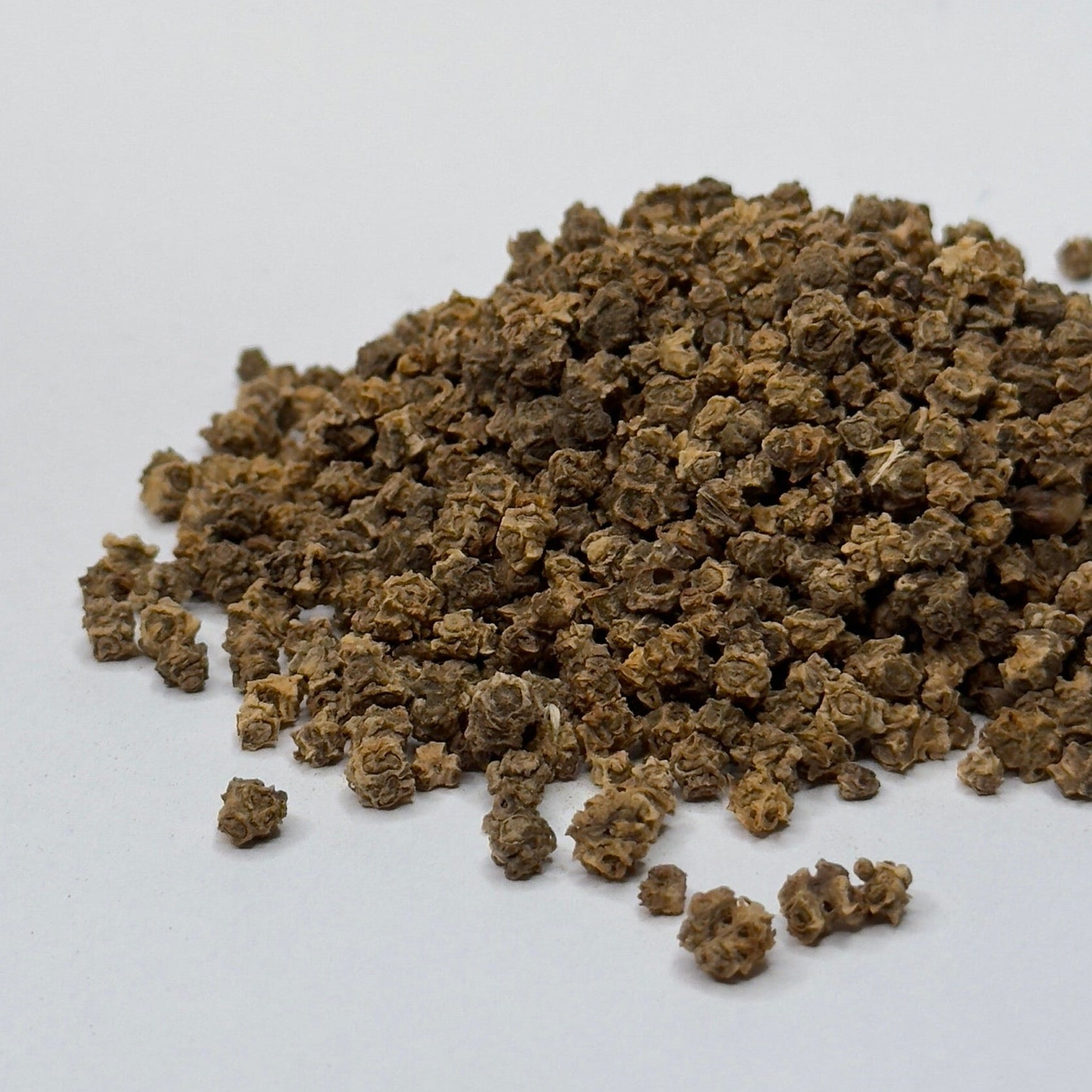 Burak żółty – nasiona mikrogreenów