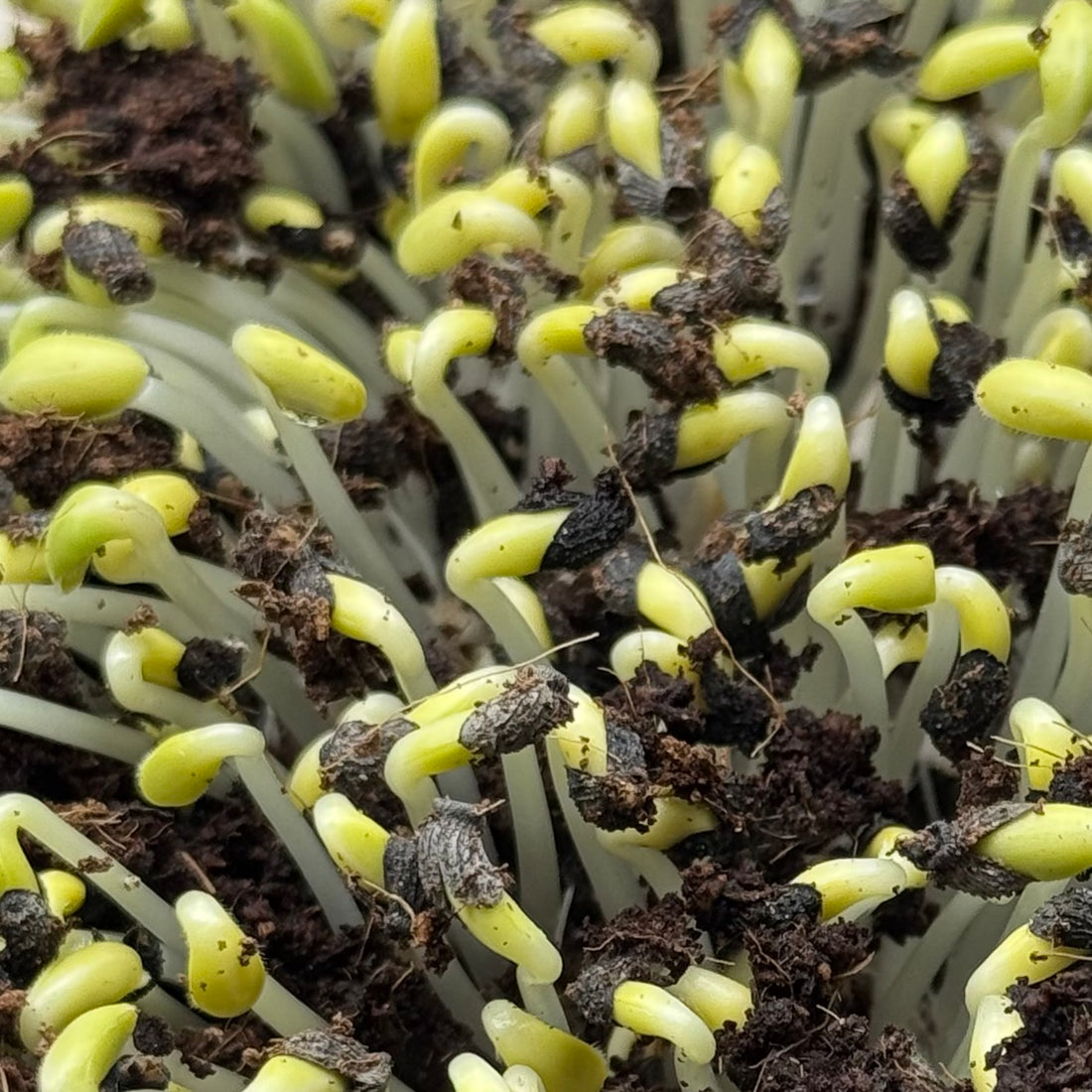 Ogórecznik lekarski – nasiona mikroliści