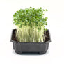 Kalarepa czerwona - luzem 1 kg