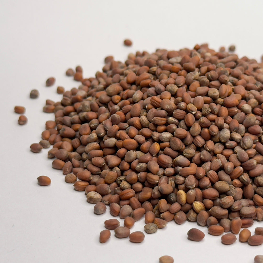 Rzodkiew Daikon – nasiona mikrogreenów