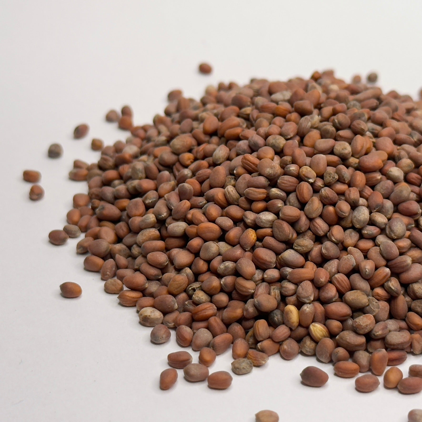 Rzodkiew Daikon – nasiona mikrogreenów