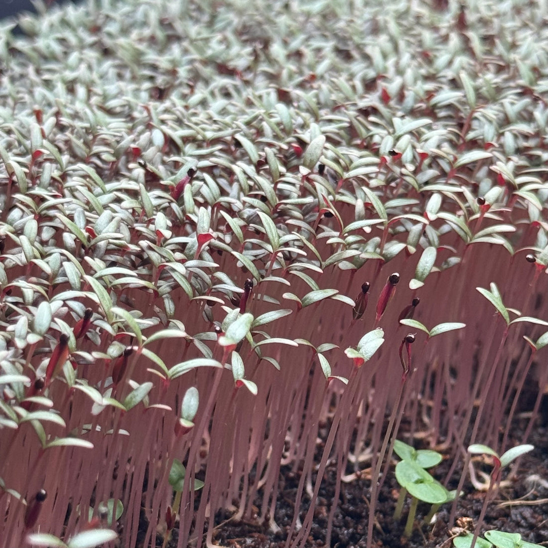 Amarantus czerwony (czarne nasiona) - nasiona do mikroliści