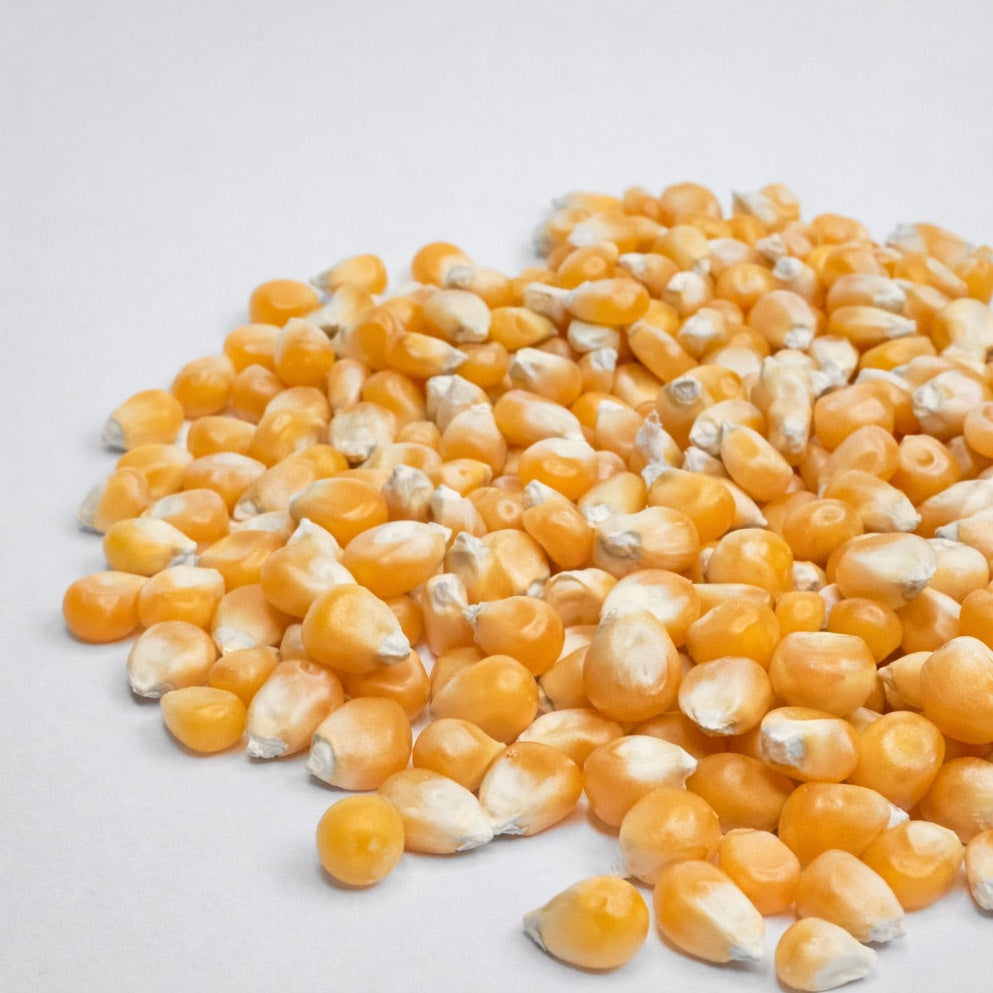 Mais (kukurydza) – nasiona mikrogreenów