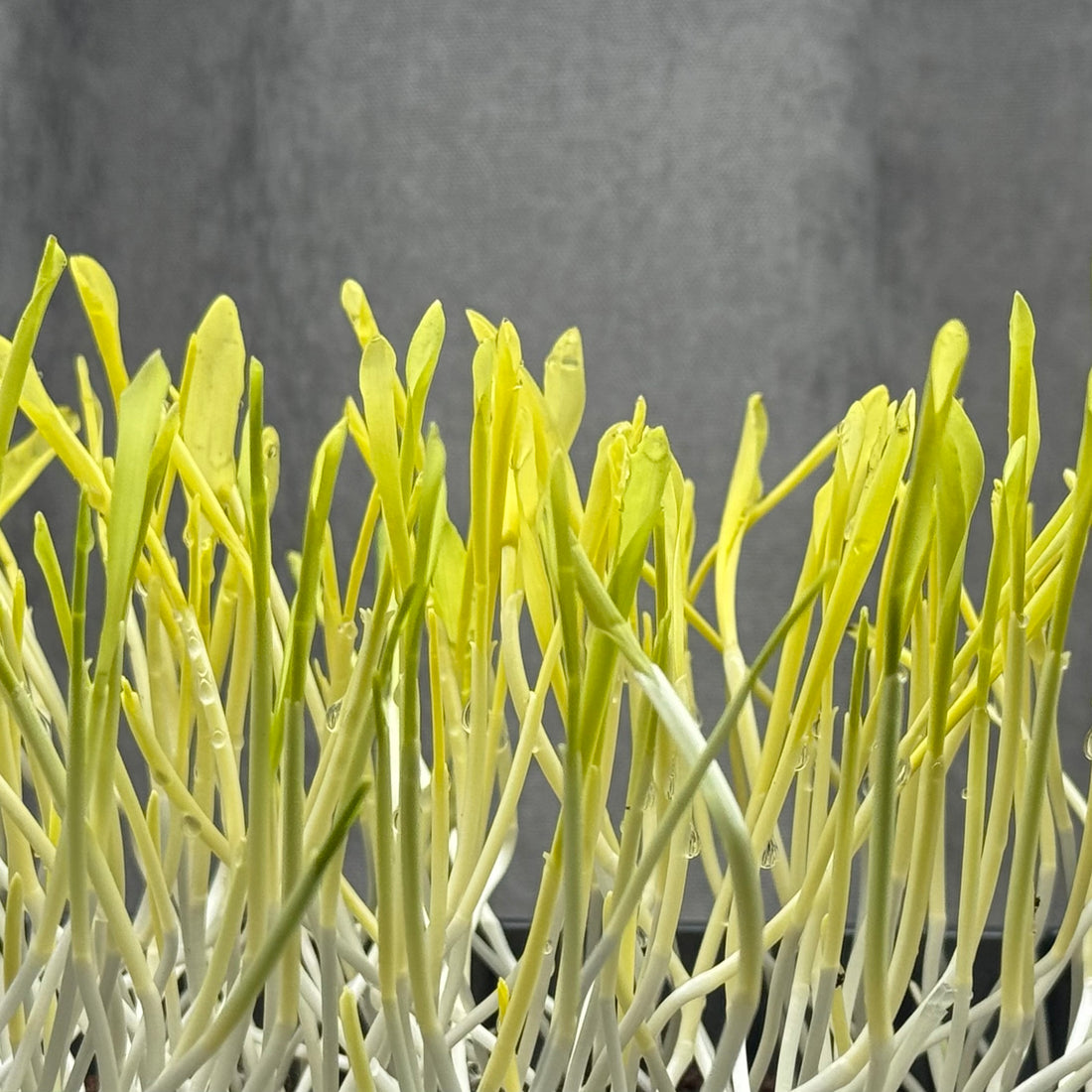 Mais (kukurydza) – nasiona mikroliści