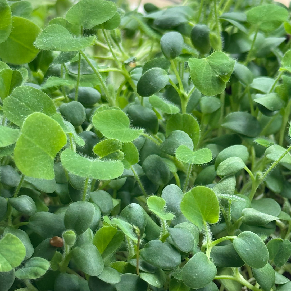 Clover Red – nasiona mikroliści