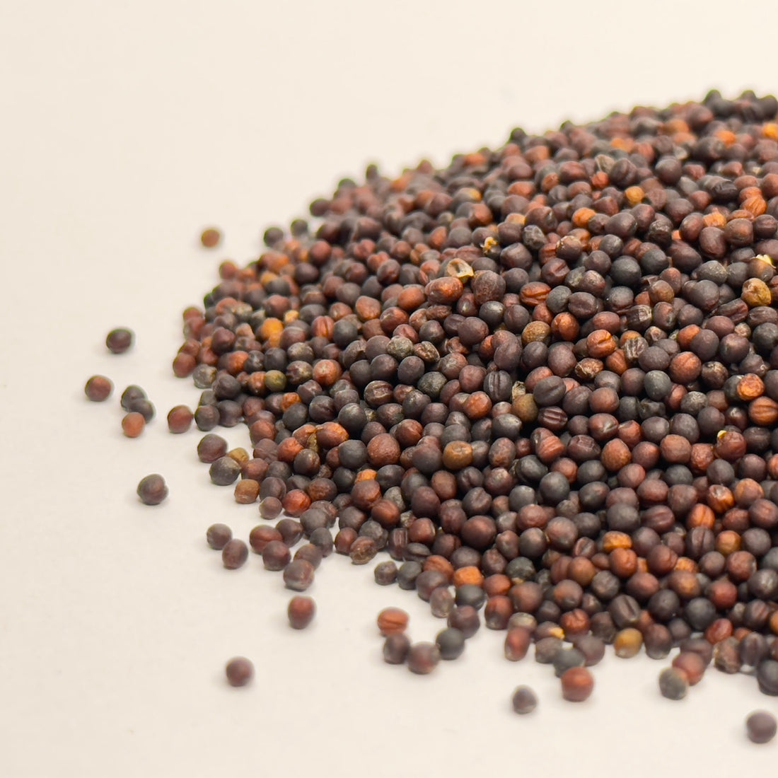 Broccoli Calabrese – ekologiczne nasiona mikrogreenów