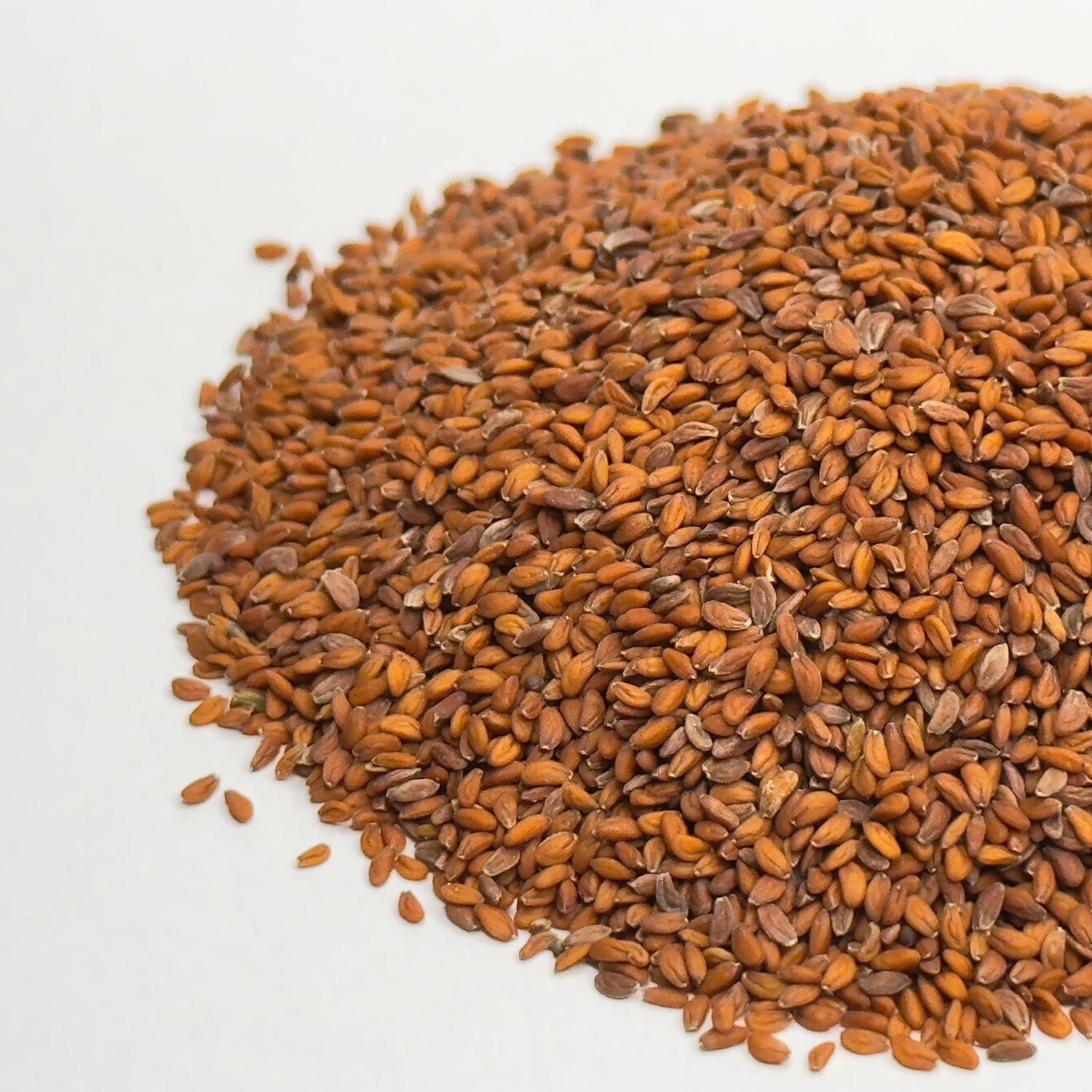 Rzeżucha – nasiona mikroliści