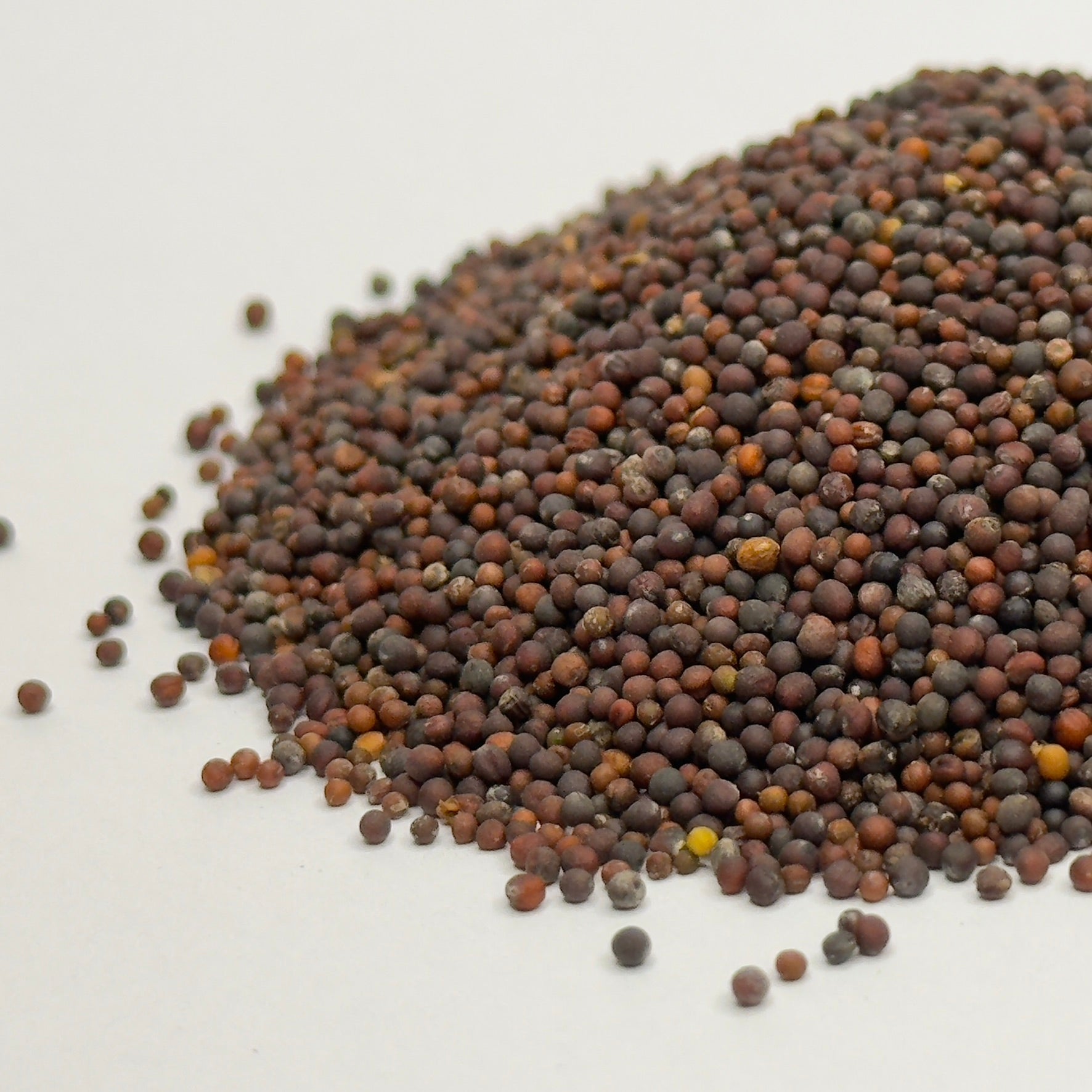 Komatsuna, czerwona – nasiona mikroliści