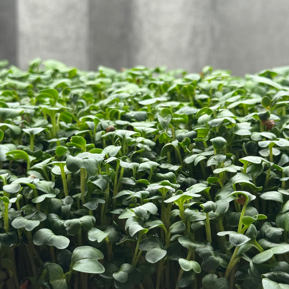 Rzodkiew Daikon – nasiona mikroliści