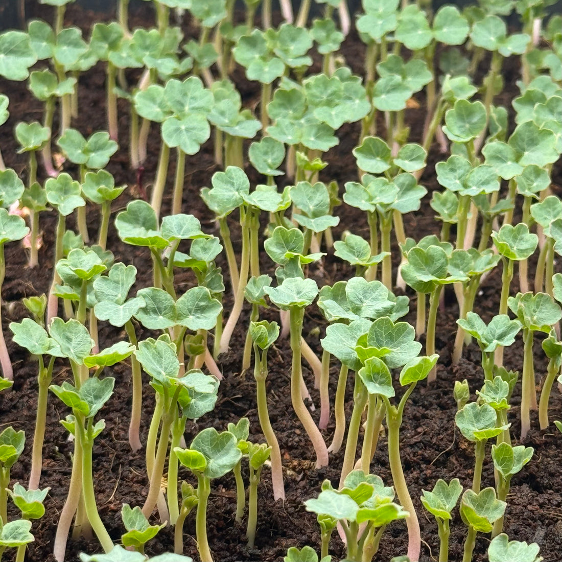 Nasturtium Alaskan Green - nasiona do mikroliści