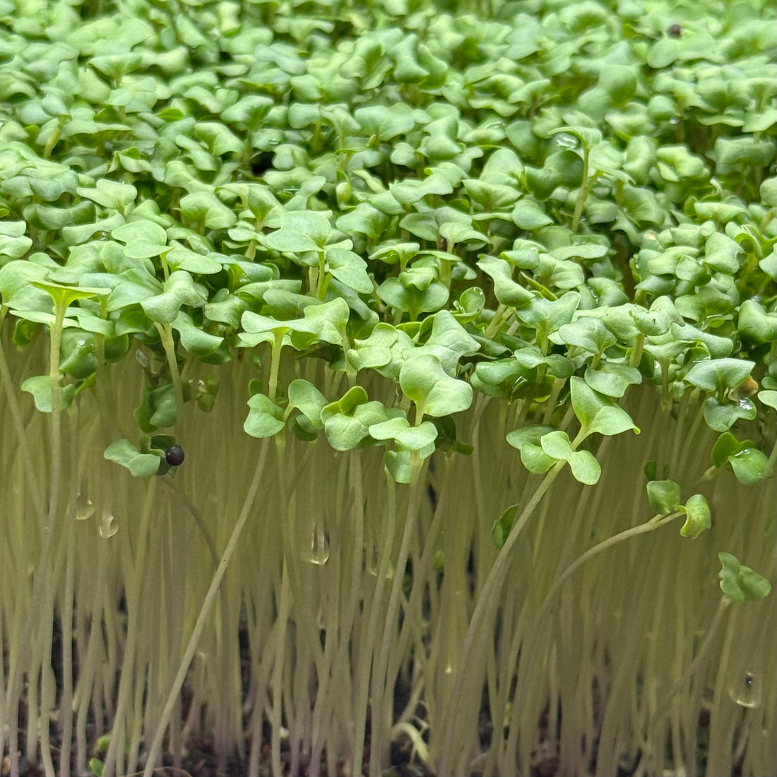 Broccoli Calabrese – nasiona mikroliści