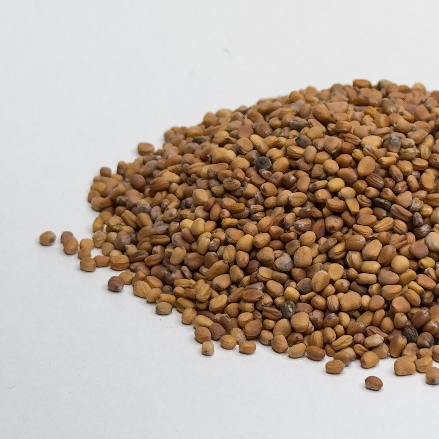 Rzodkiewka, Venom – nasiona mikroziół