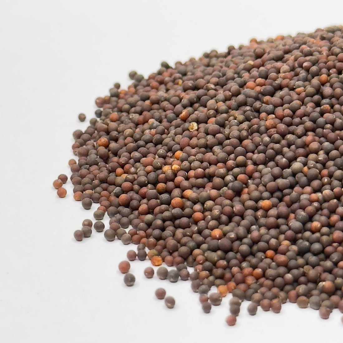 Kalarepa czerwona – nasiona mikrogreenów